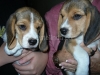 RedOstelinda.com My Beagles Rocky and Nina 1