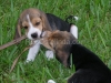 RedOstelinda.com My Beagles Rocky and Nina 5