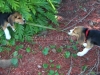 RedOstelinda.com My Beagles Rocky and Nina 10