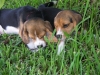 RedOstelinda.com My Beagles Rocky and Nina 3