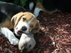 RedOstelinda.com My Beagles Rocky and Nina 33