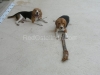 RedOstelinda.com My Beagles Rocky and Nina 42